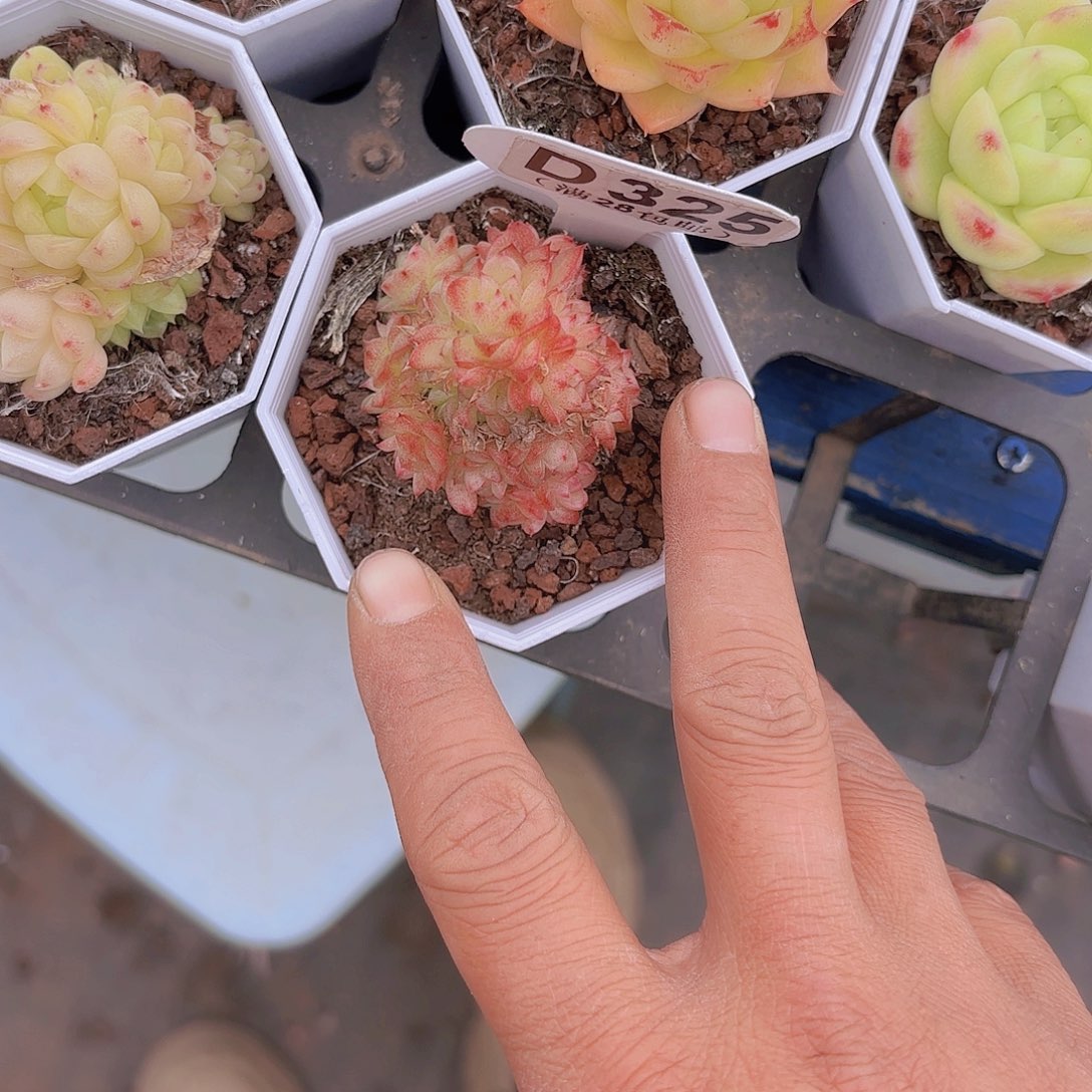 D325麦秆一物一拍