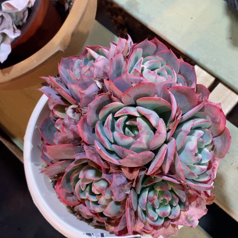 【闪购商品】阿美星石化09149