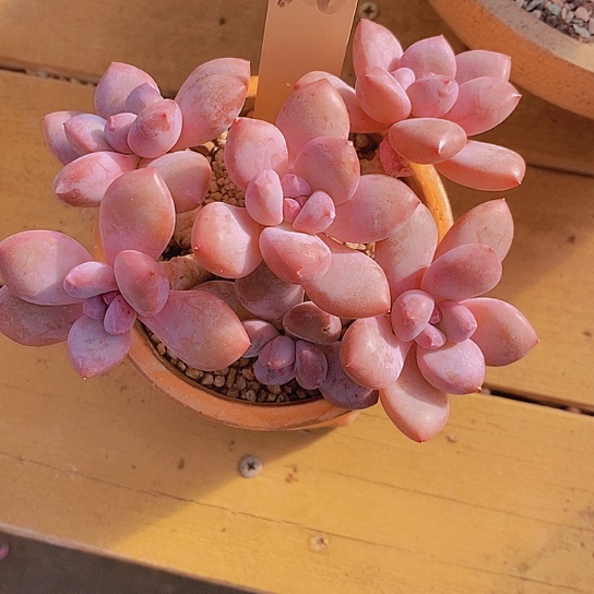 夜**兰368多肉植物老桩