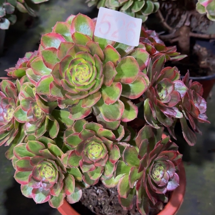 00000000000526火狐