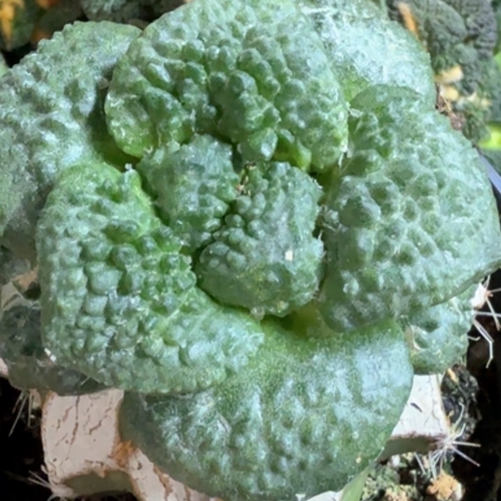无花朵福利苗接大尤哥斯拉457