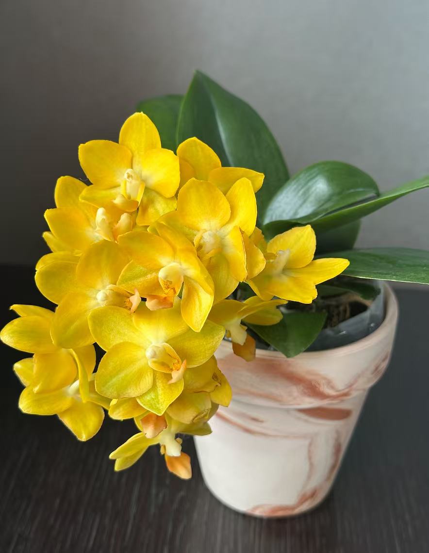 【黄金番茄】高奢精品蝴蝶兰