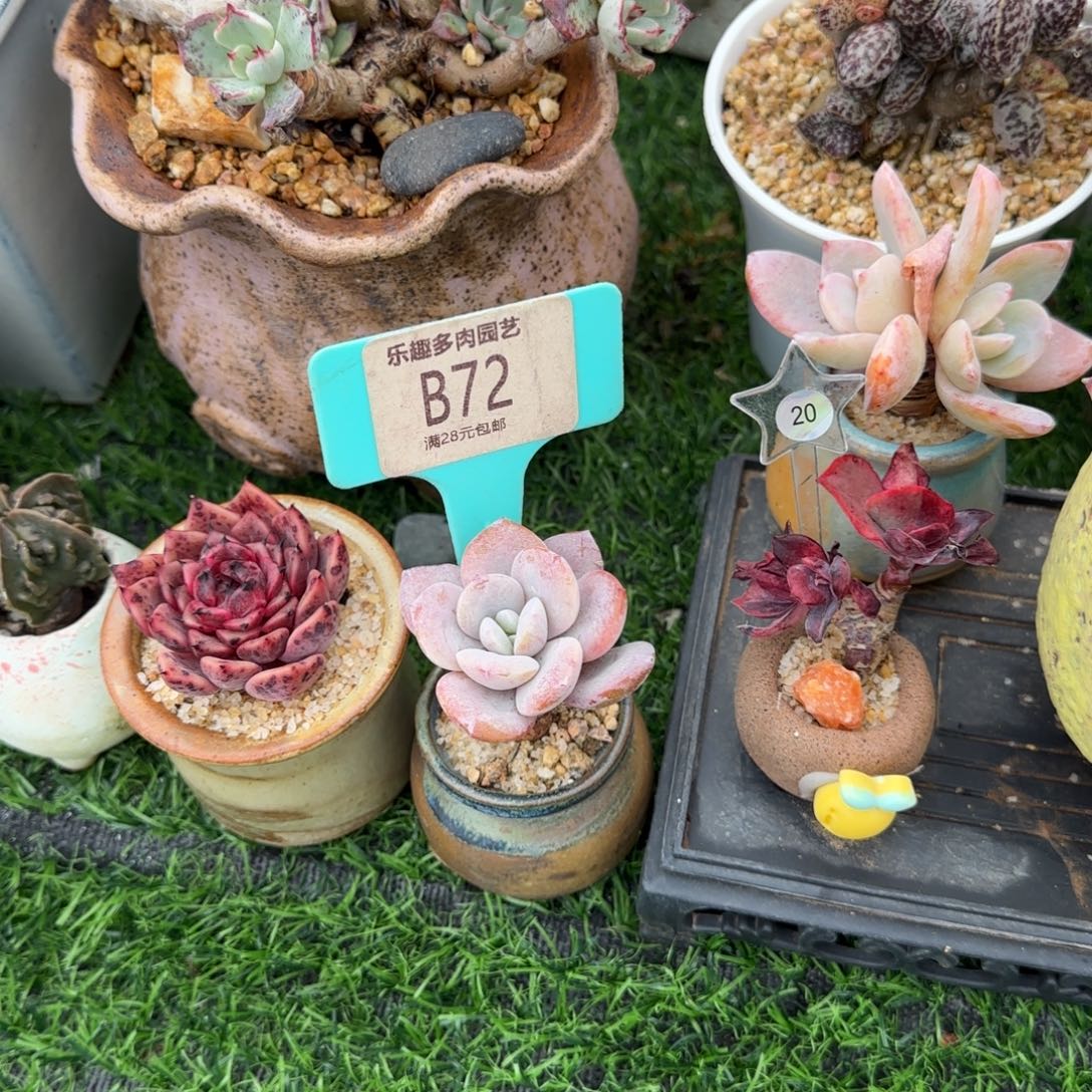 蒋***贝多肉植物还买奶茶，老庄