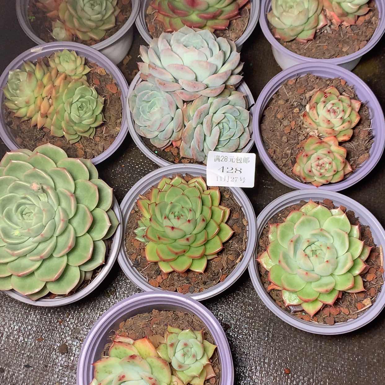【闪购商品】云428号十颗
