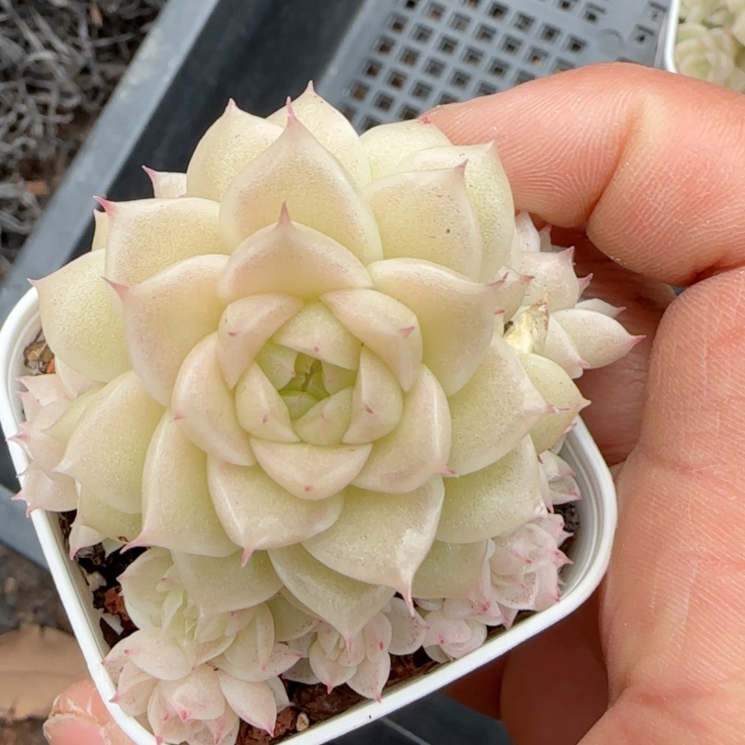 柳*【闪购商品】0216-41（m1-141）