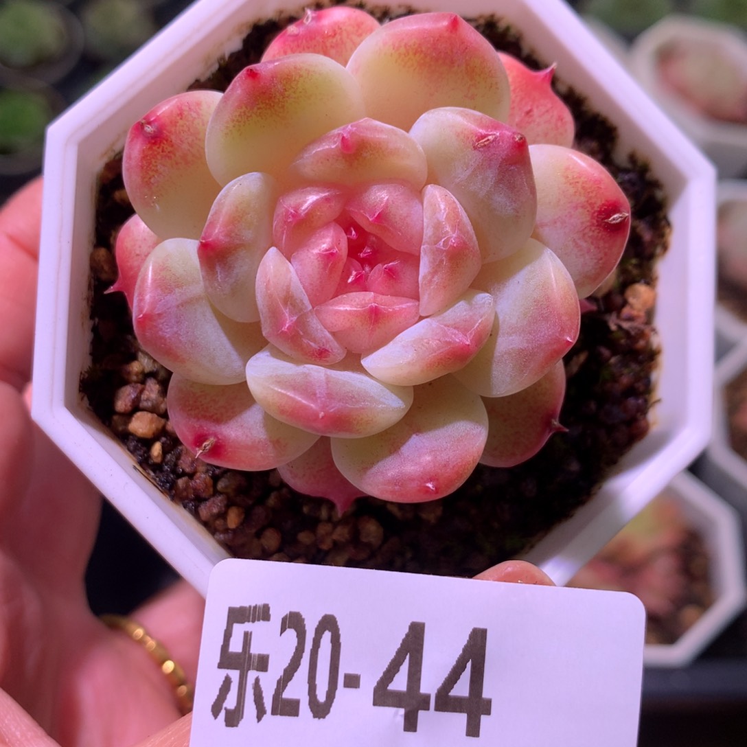 乐然20-44 秘境冰魄 