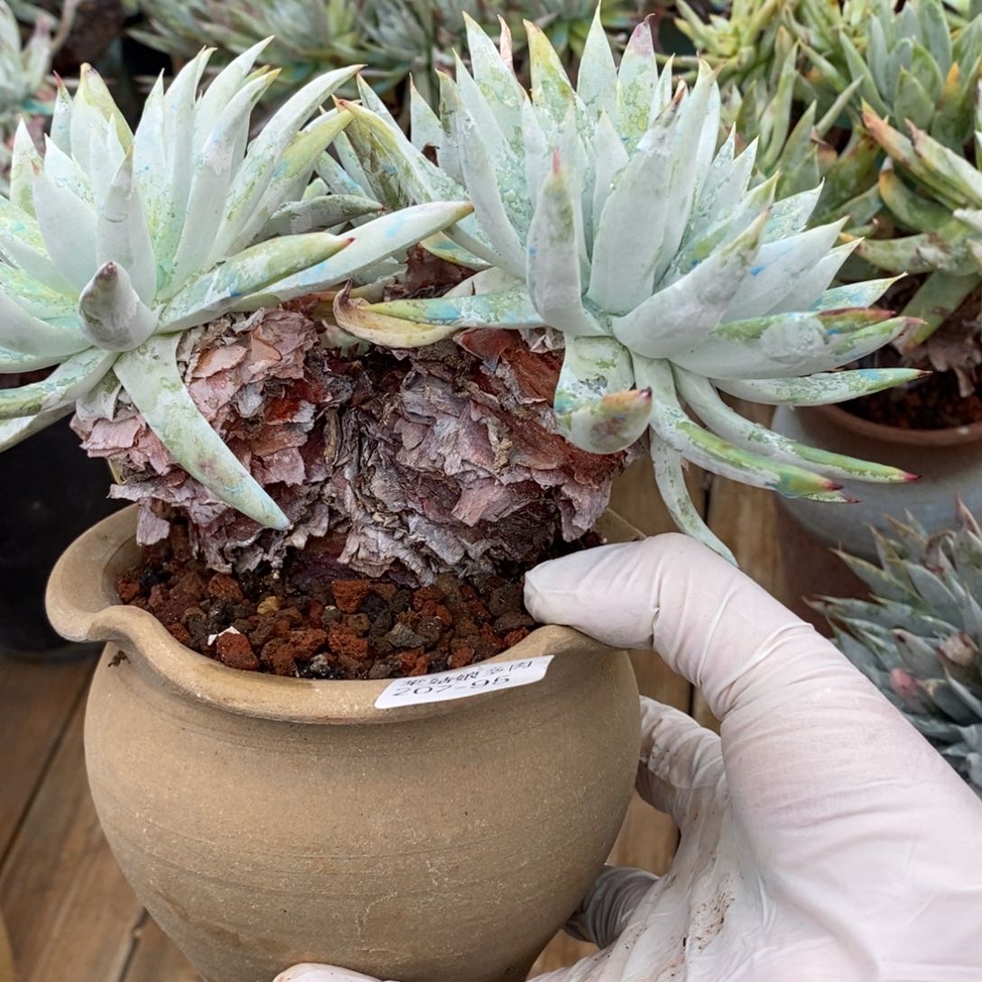 95号白菊杂雪山瑕疵瑕疵