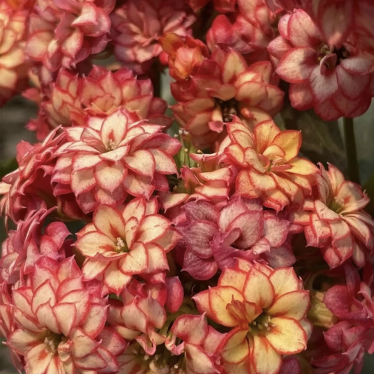 长寿花～【彩霞】130盆(全场任意拍够两盆发货)