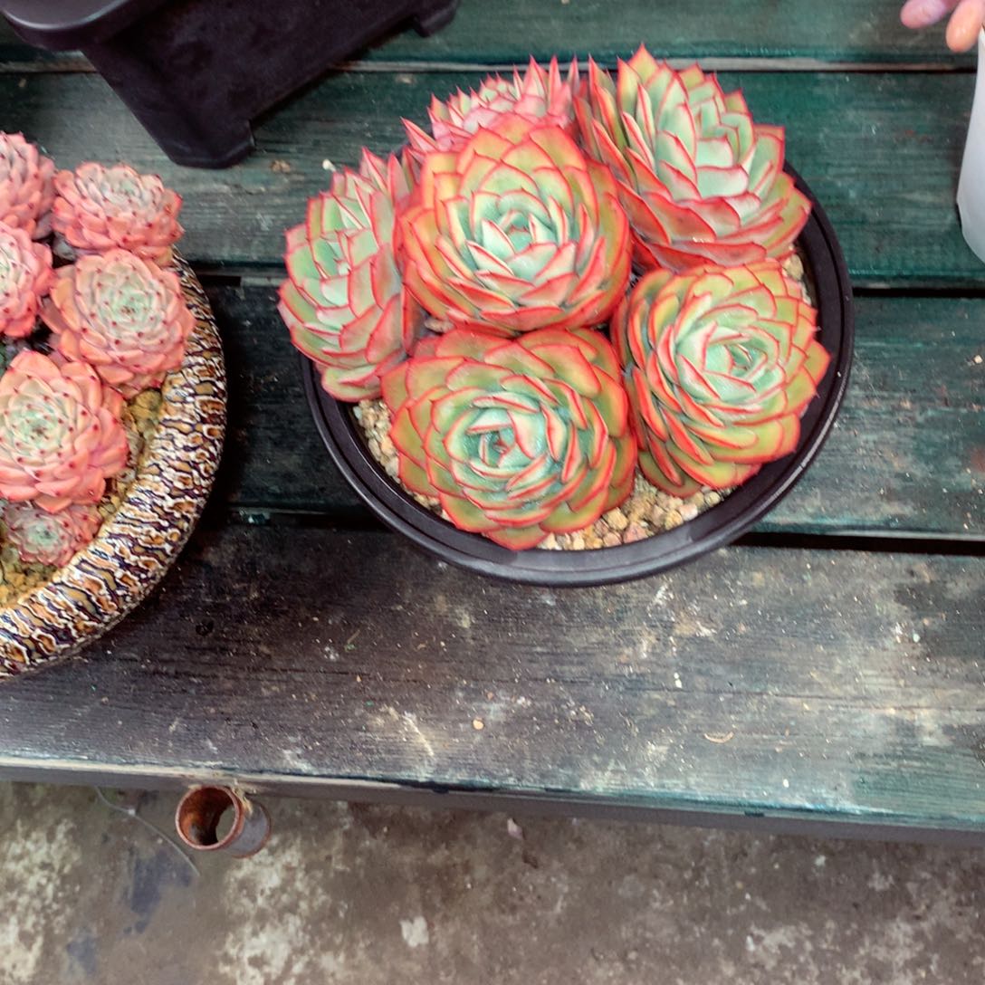 @****一物一拍一物一拍