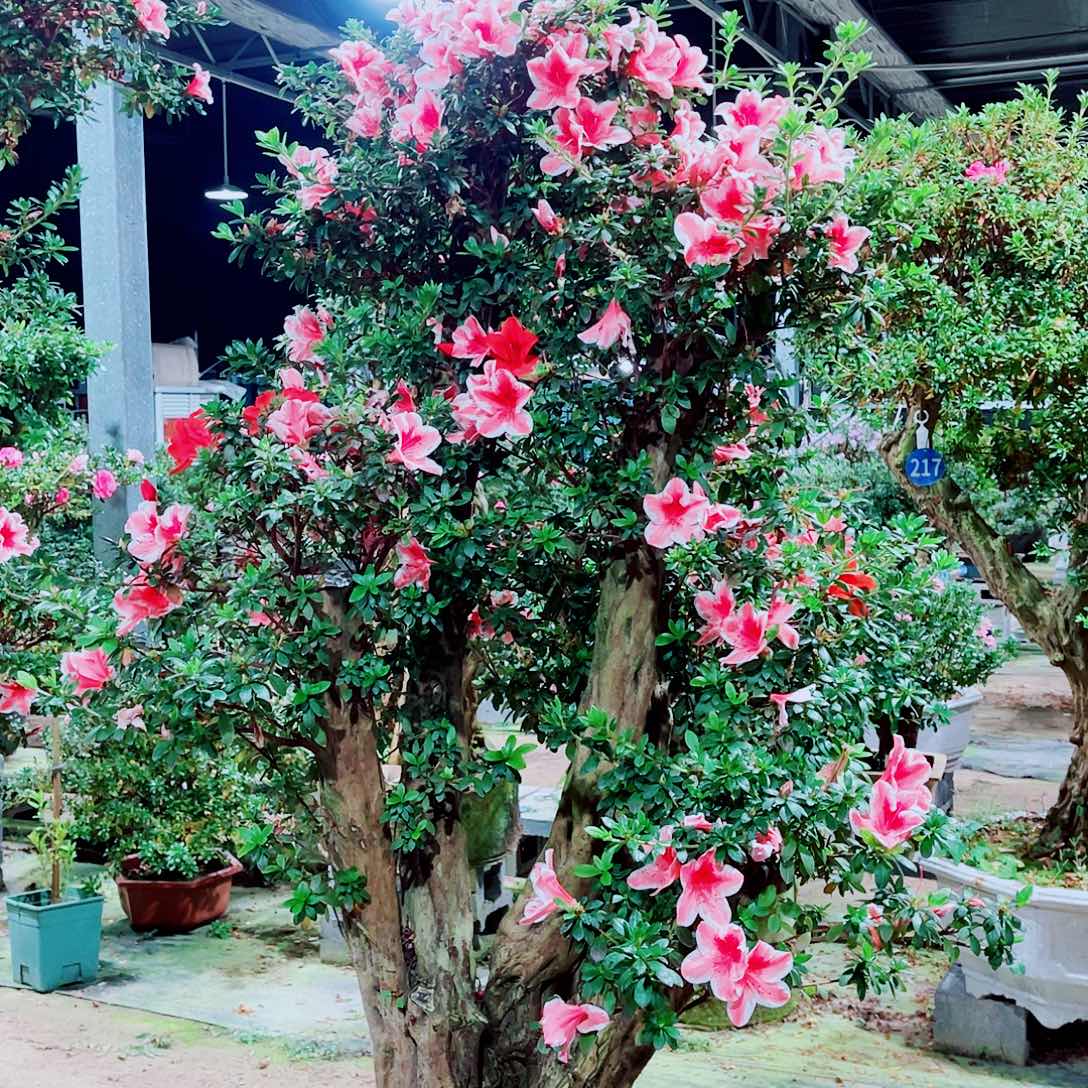 全部花朵杜鹃花盆景