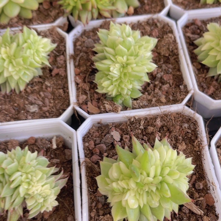 乌木杂锦缀多肉植物量