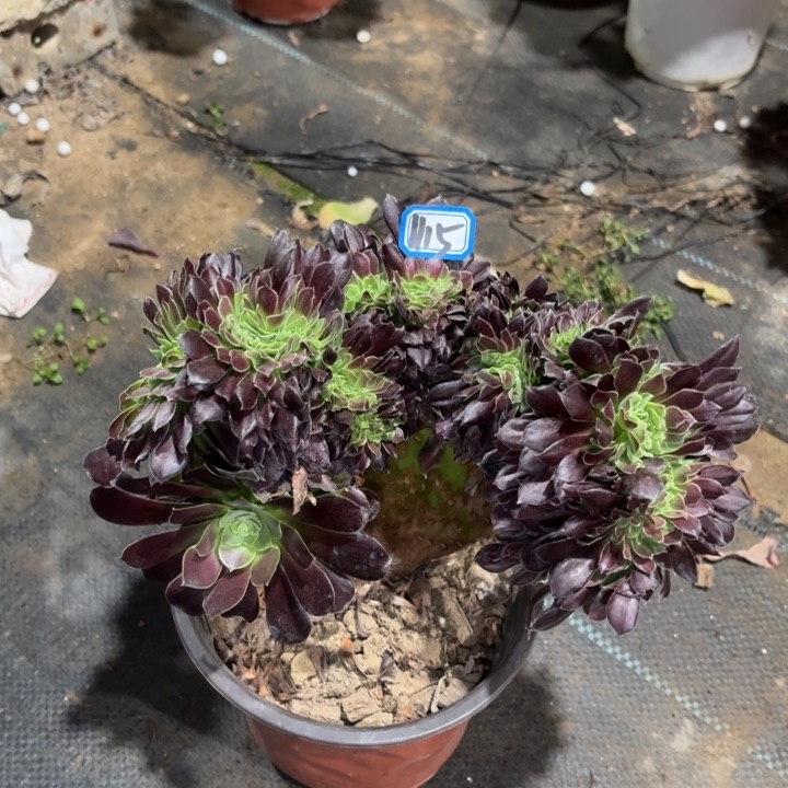 绿欧缀1115一物一拍多肉