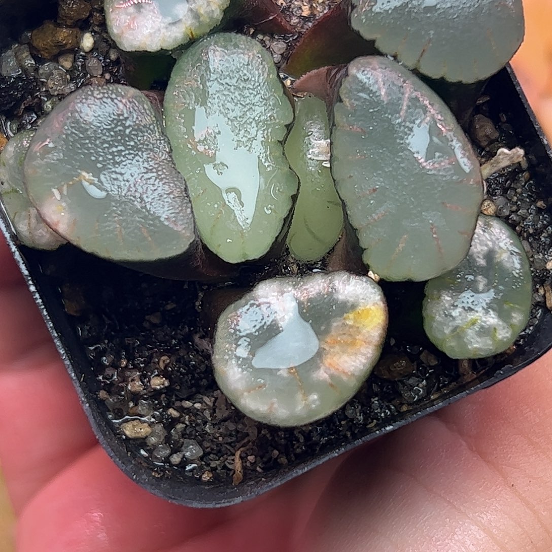 红月亮巨大化十二卷多肉植物