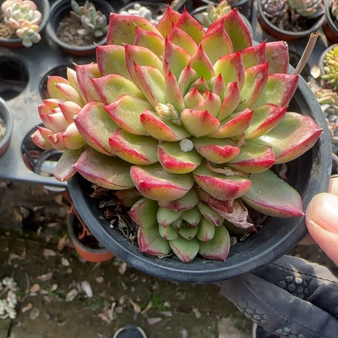 无花朵90梦幻女王