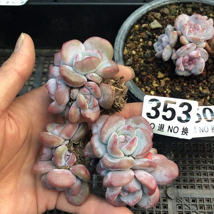 黑***司星影石榴籽福利出咯 353