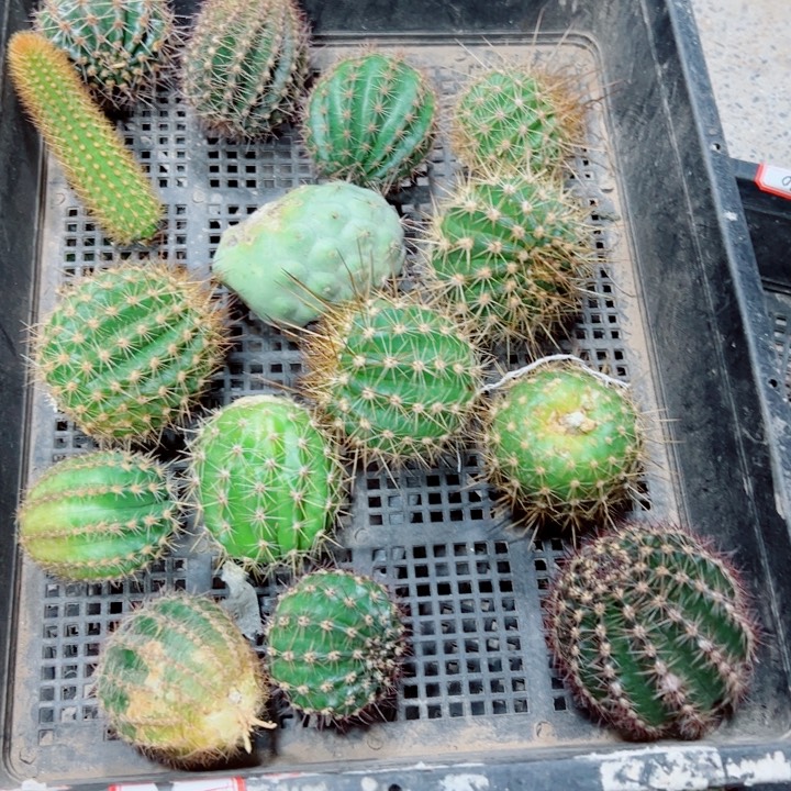 8框拍歪斑小无根侧芽无售后