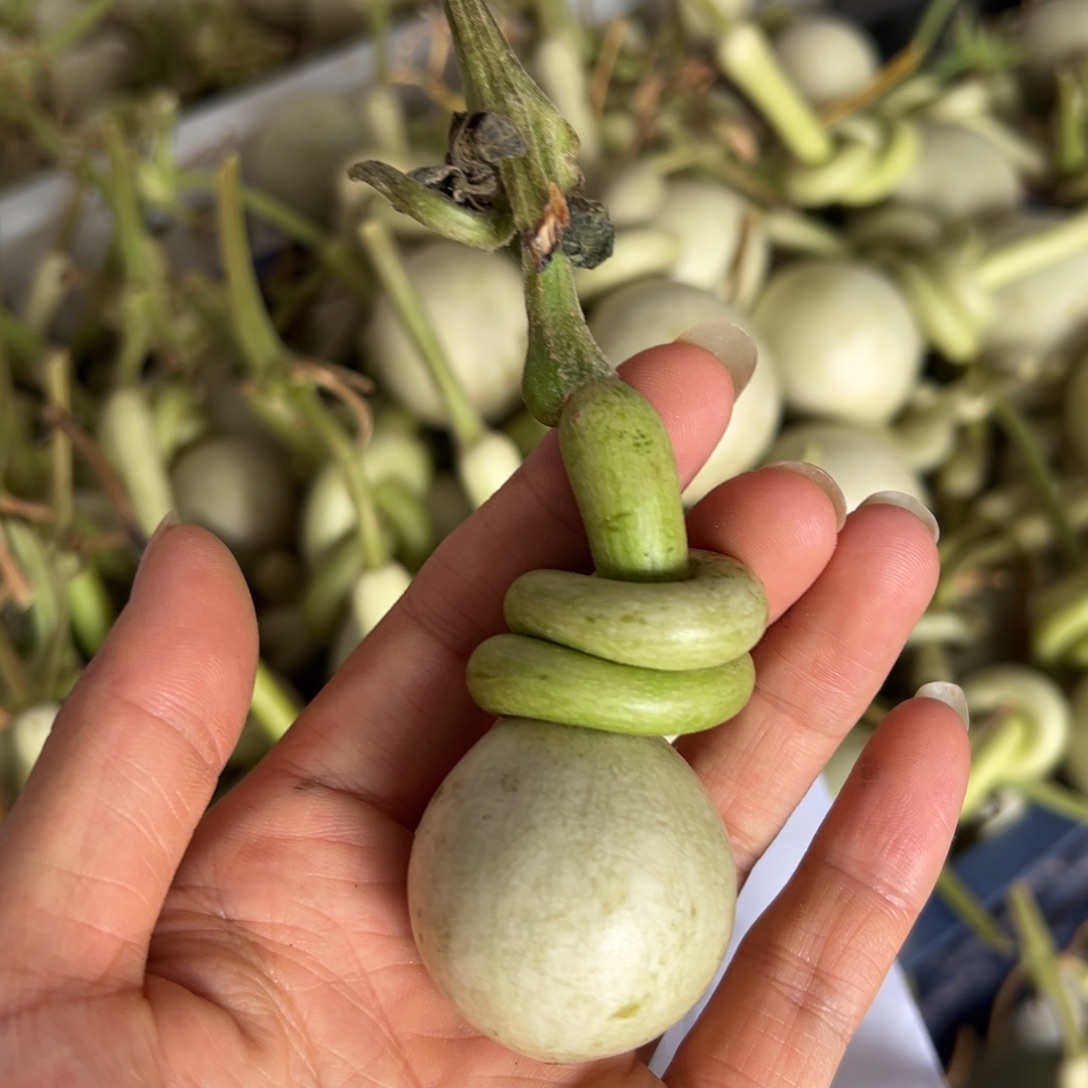 小*隋一物一拍一物一拍