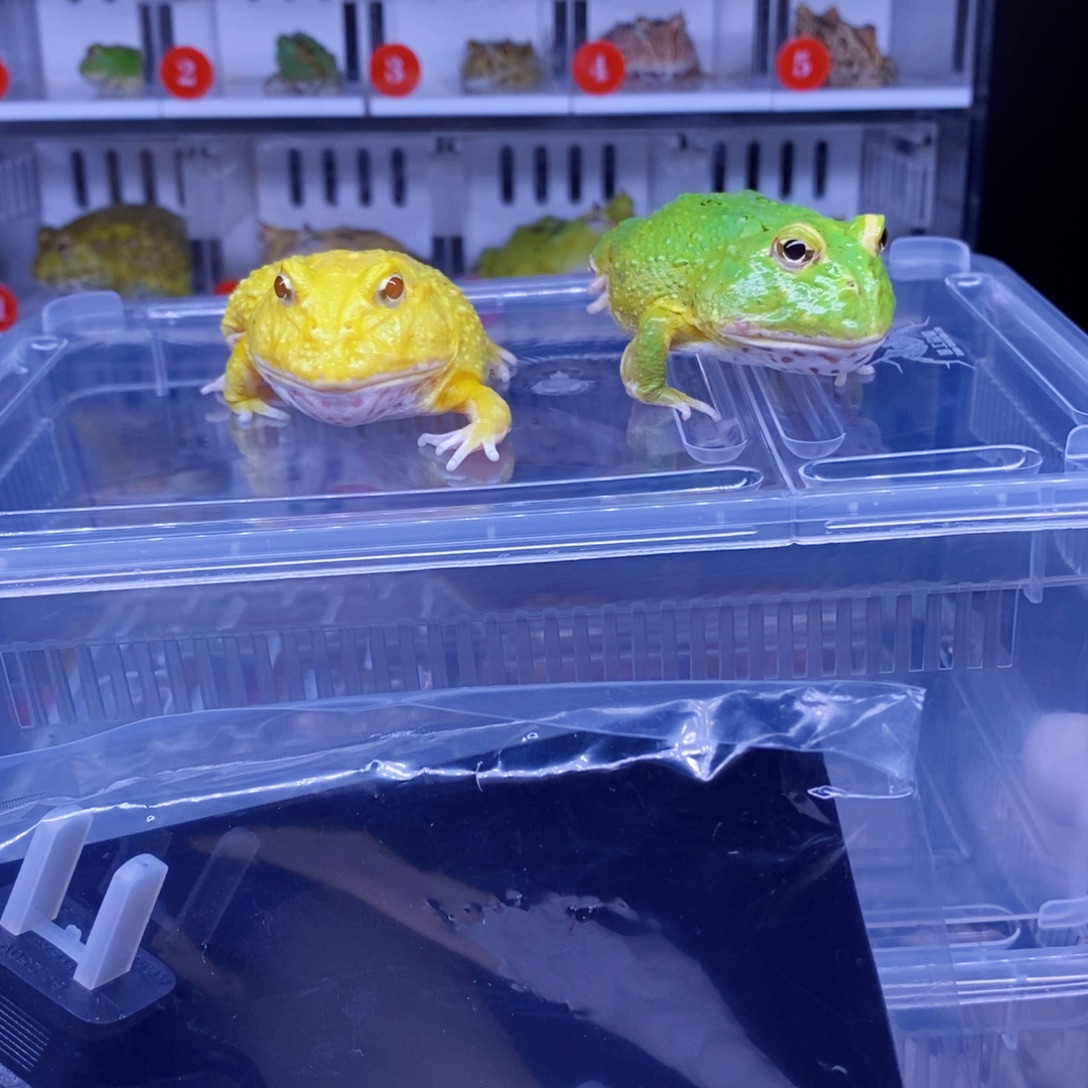 角蛙黄绿组合带饲养全套