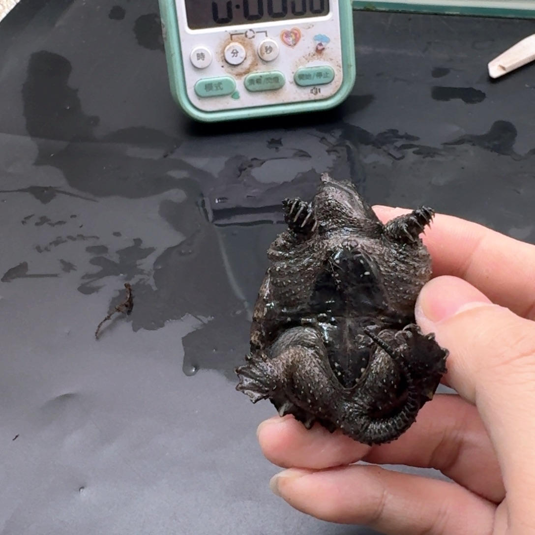 宠物龟不分公母111