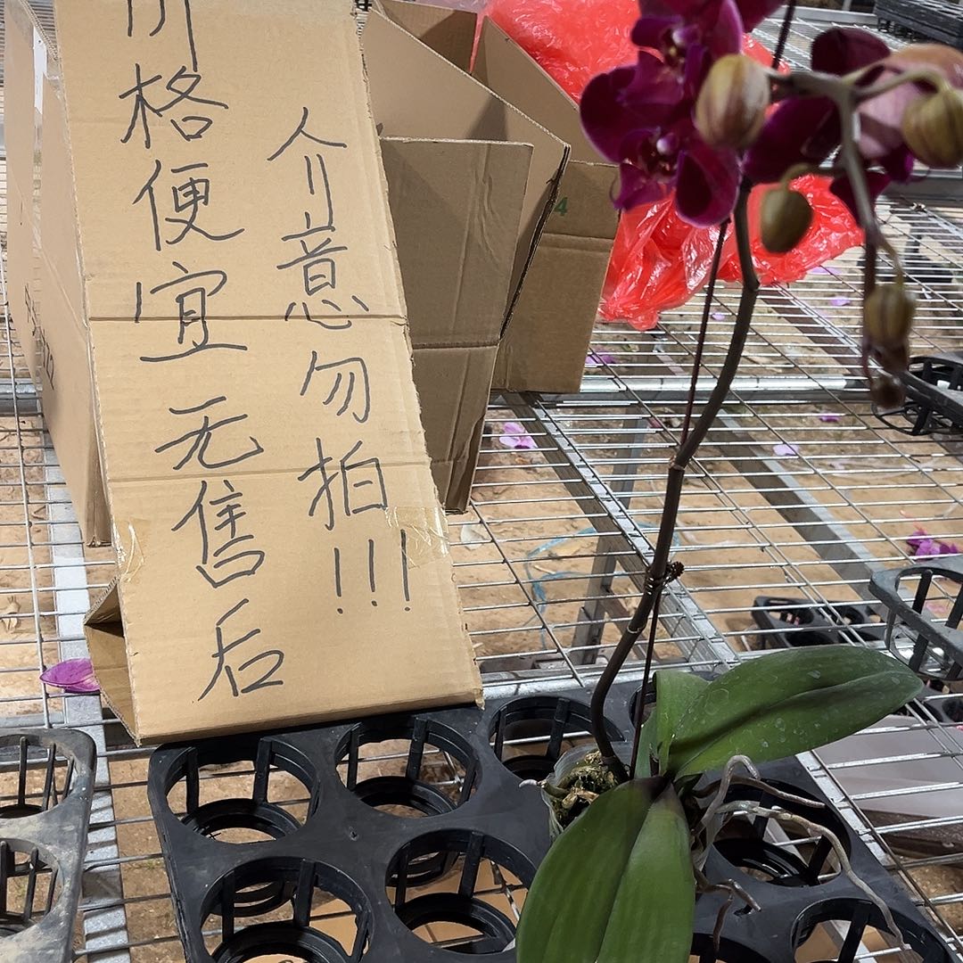 清***柠完全开放蝴蝶兰1个 不售后