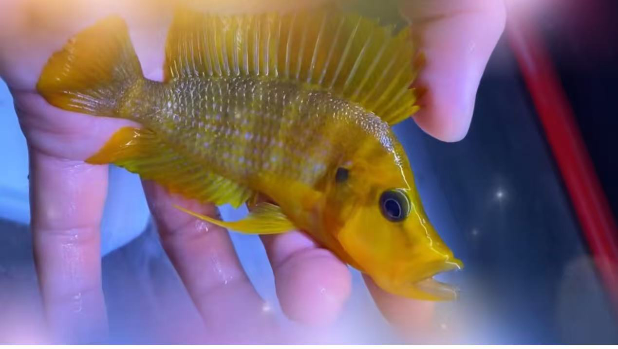 三湖慈雕、坦湖柠檬虎鱼、热带鱼观赏鱼