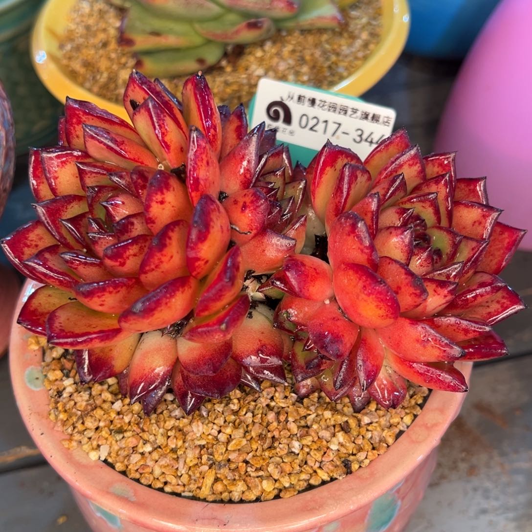 从前慢多肉精选编号0217..344