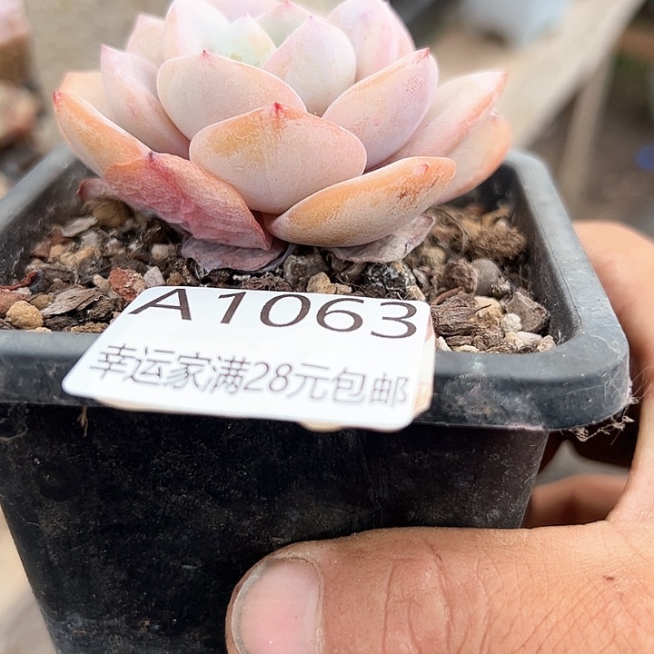 茄*幸运的是我的朋友