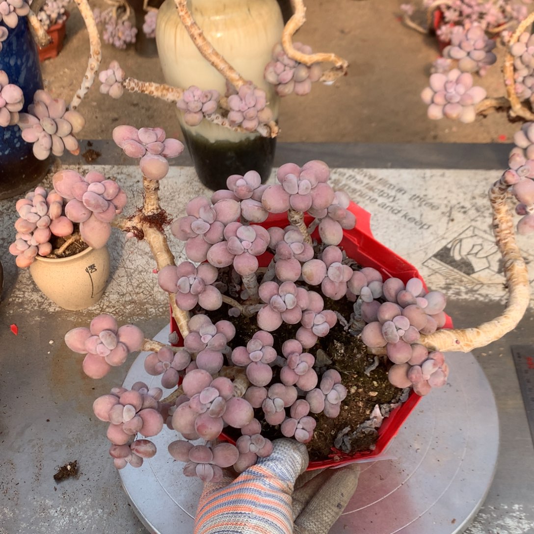 桃蛋有瑕疵福利不带盆23号