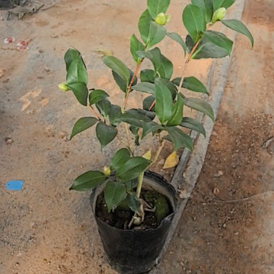 完全开放干贝利茶花