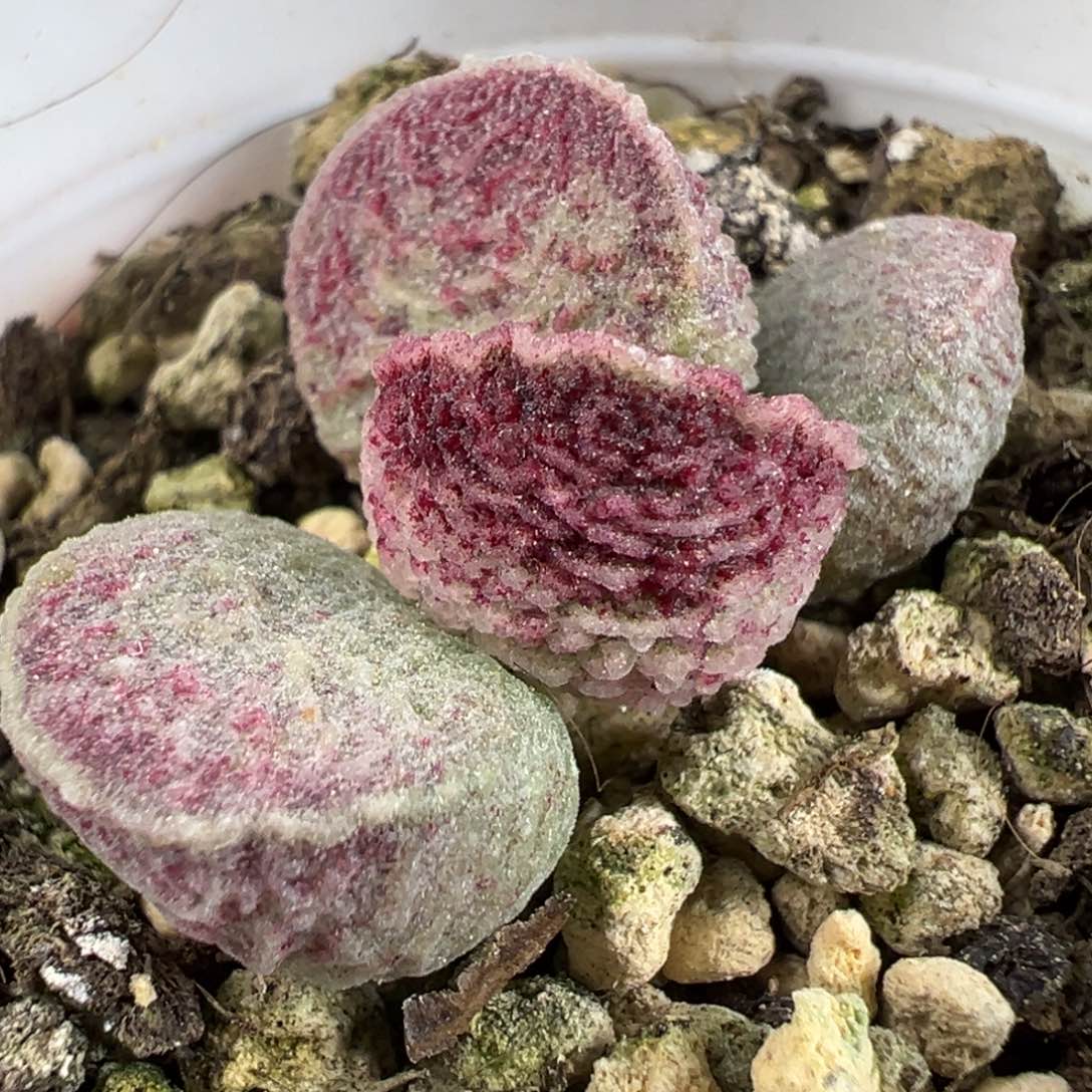 哈莫猪肝单头多肉植物