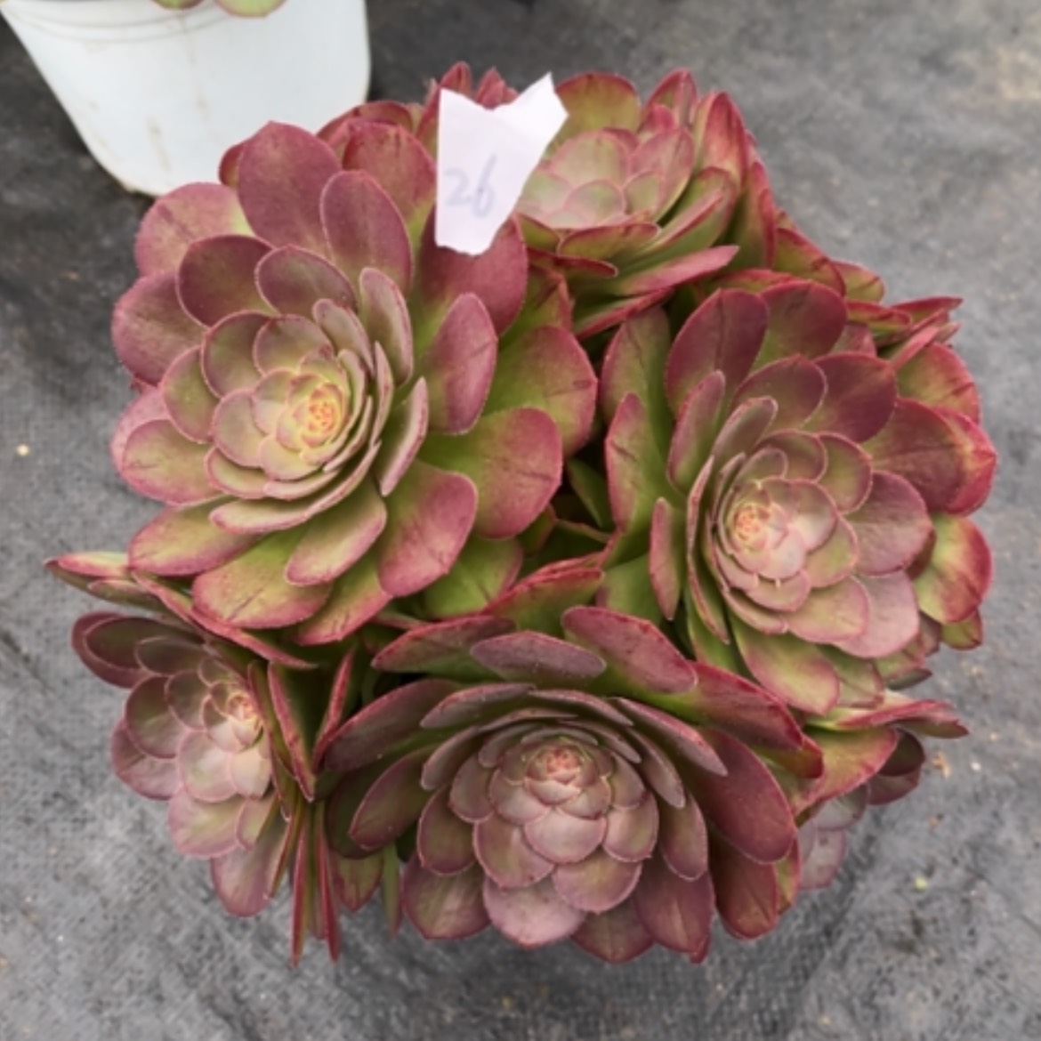 【闪购商品】26莎啦碗多肉法师
