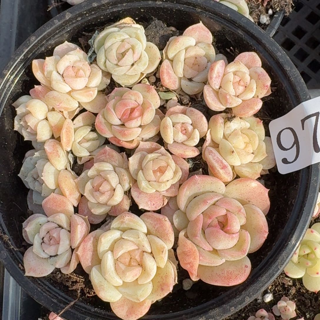 多肉植物多肉植物978