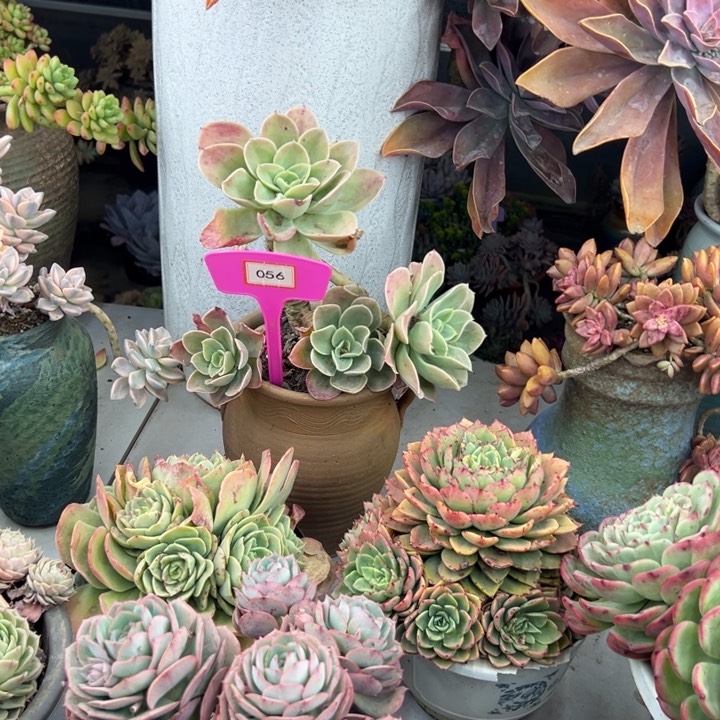 用****5星娜塔多肉植物056