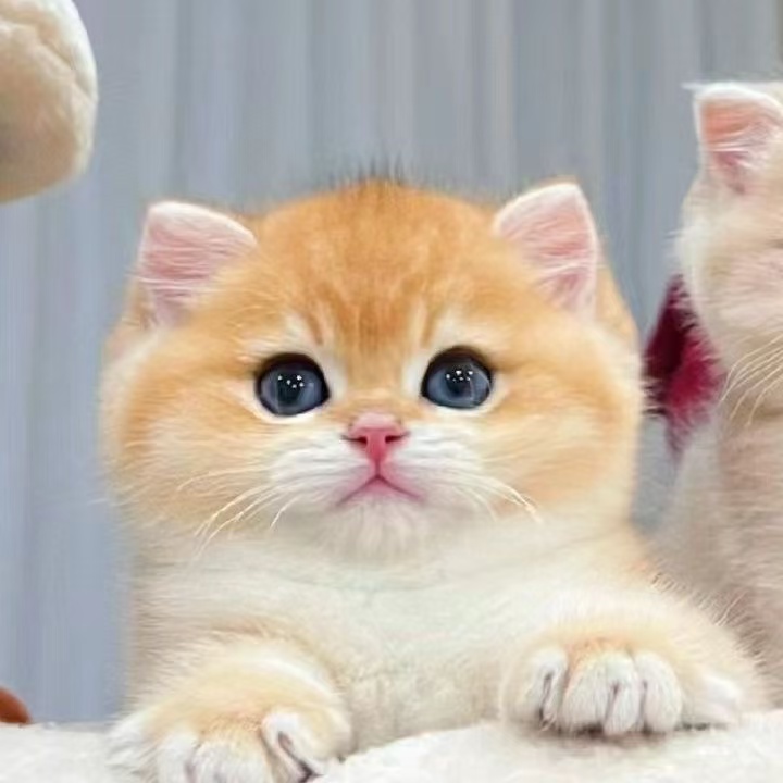 金渐层长毛猫英短熊版绿眼金点银点渐层幼猫活波可爱猫咪可爱