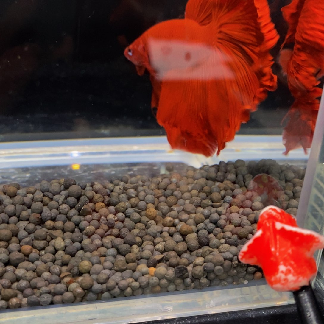 热带鱼公406巨斗