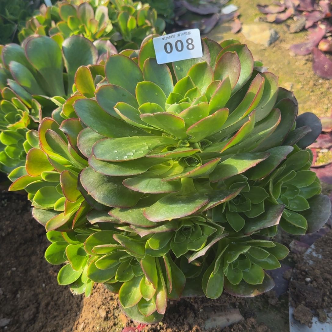 008魅金玫瑰。多肉植物