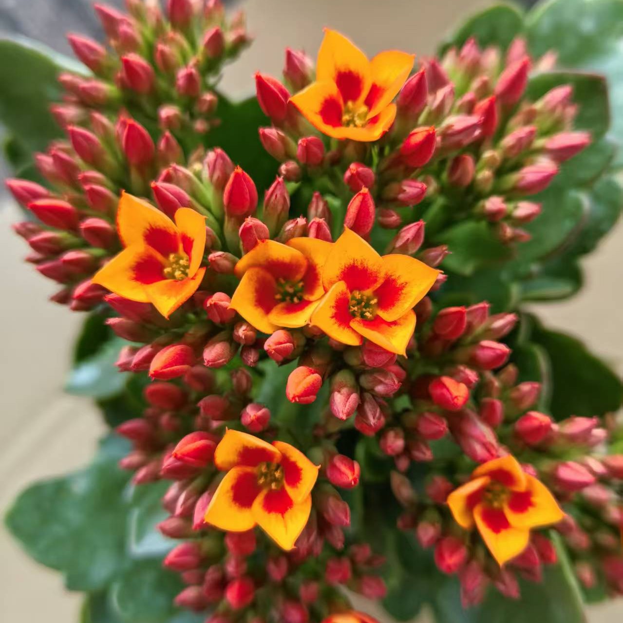 金色海岸130大盆