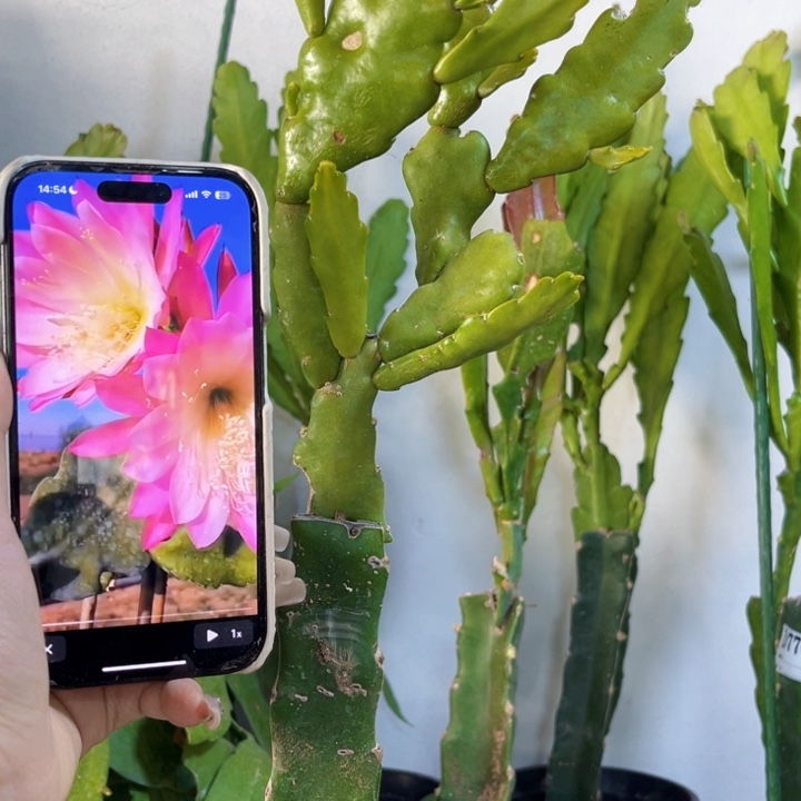 当前无花栽培后可以开花805