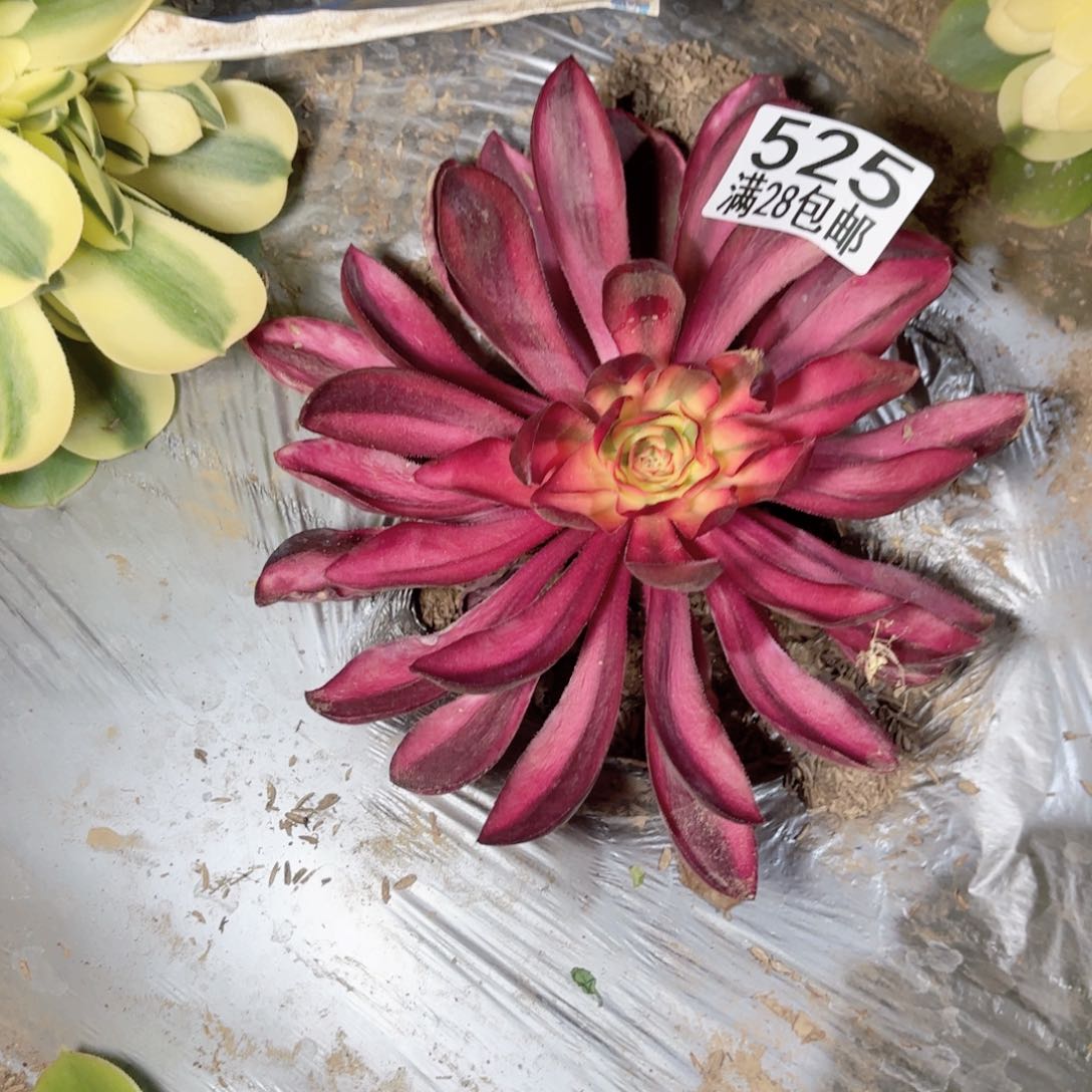 E. 525阿波罗多肉111112