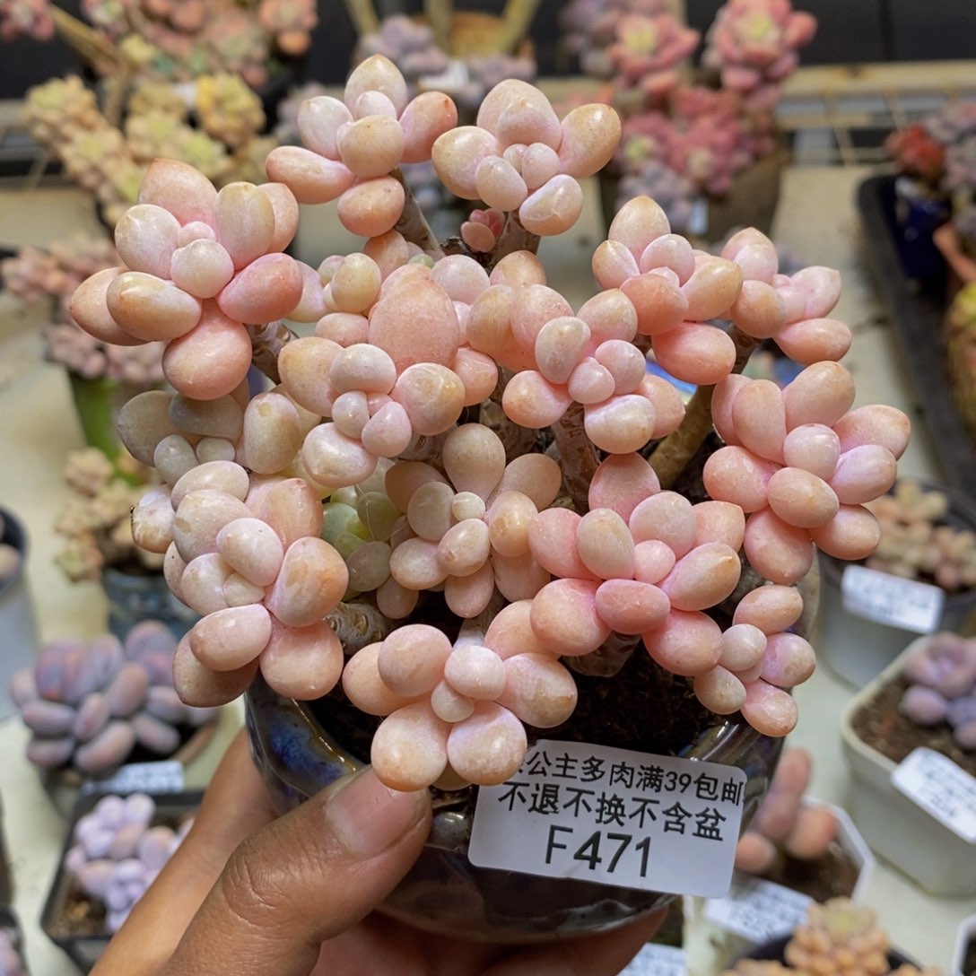 471鱼子酱多肉9cm