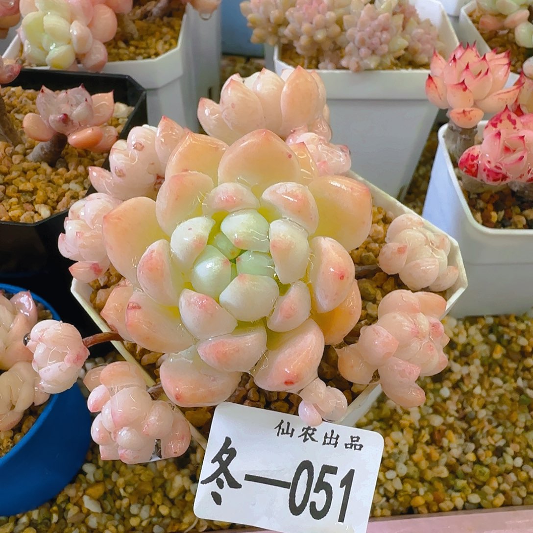 糖宝，051，仙农出品多肉