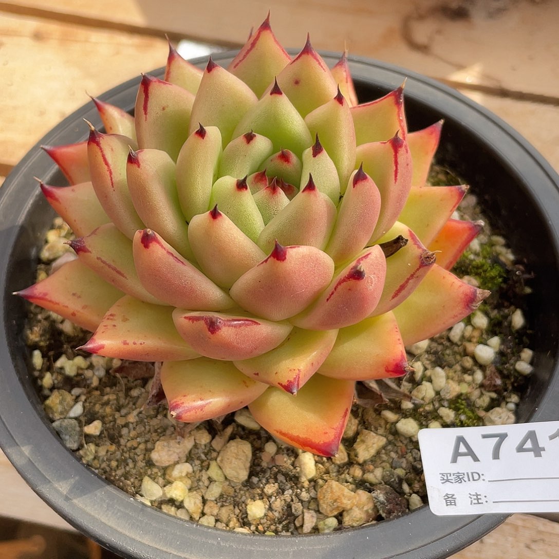 若如东云单拍A741