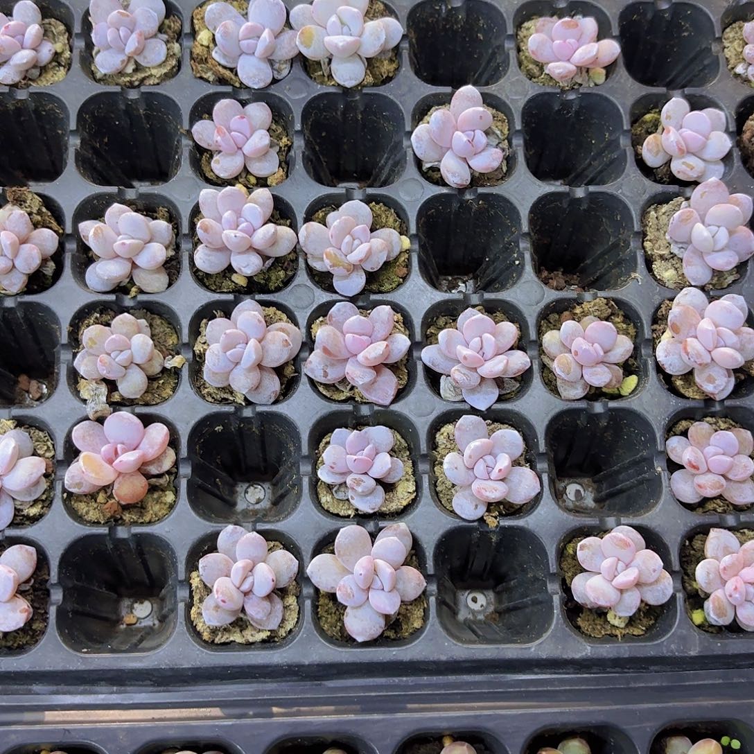 粉雪莲三颗一组量拍