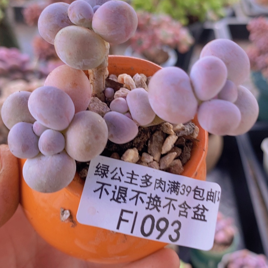 橙奶6cm1093多肉植物