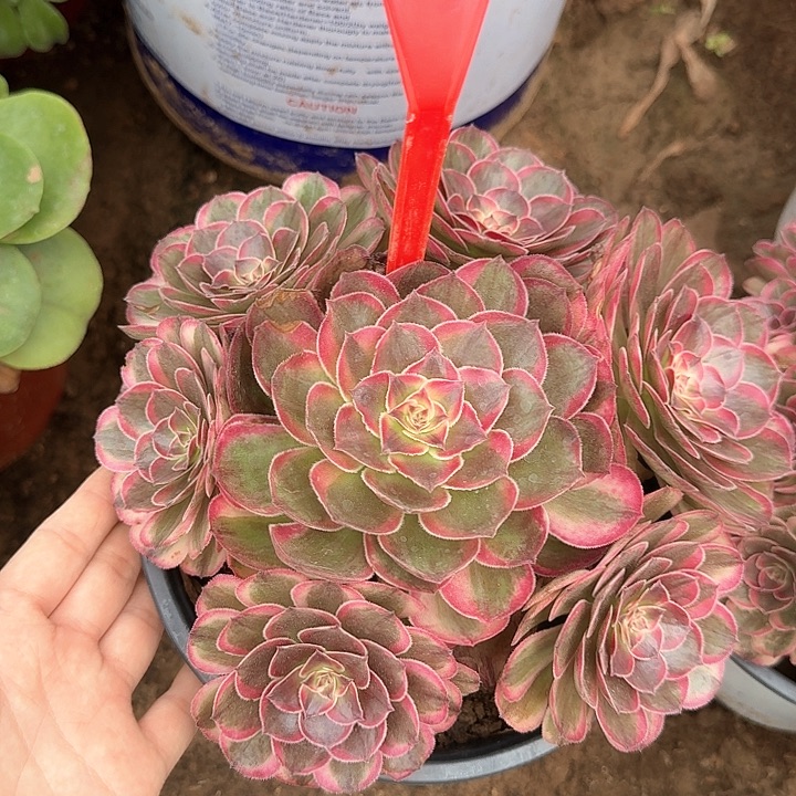 3-8050海神多肉法师