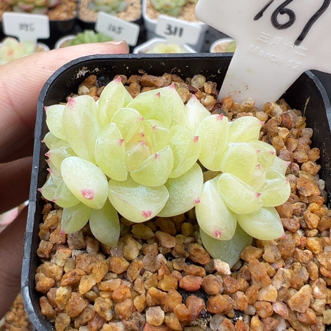 161号财富密码8888