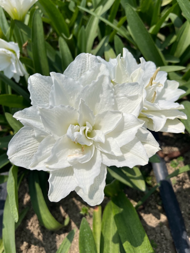 〖帝卡冰淇淋〗鸟儿花卉 朱顶红重瓣 阳台花国盆栽