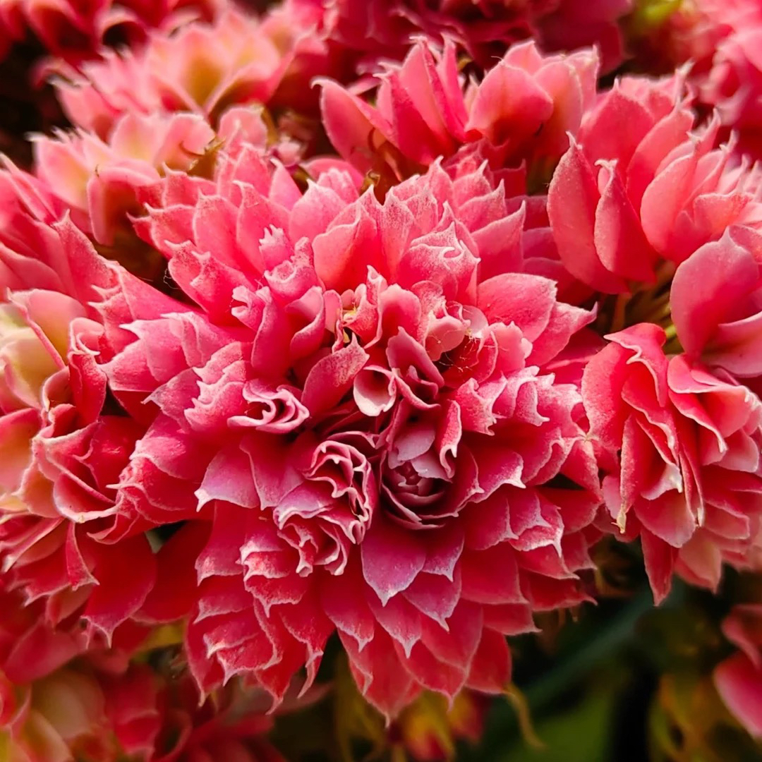 (红莲花神）110盆长寿 稀有重瓣粉色大花品种