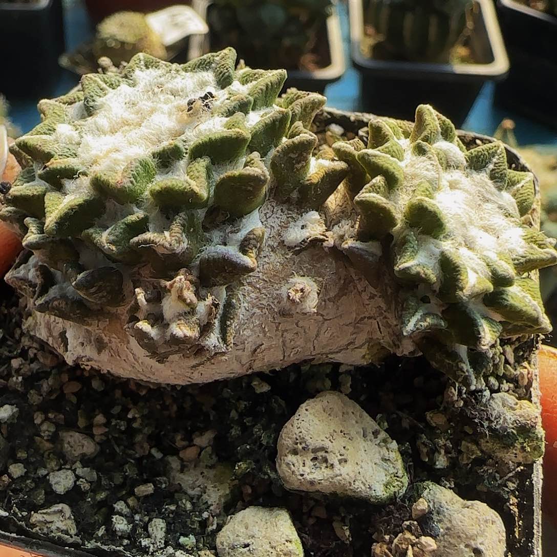 自根黑牡丹448仙人球