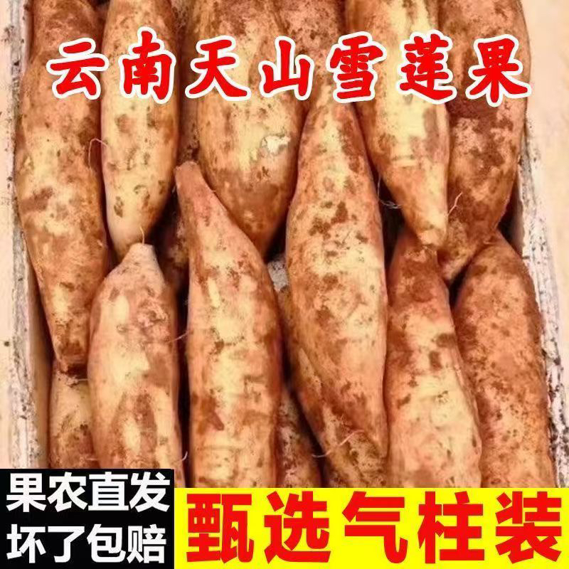 云南天山雪莲果 脆甜多汁现挖现发 低糖当季新鲜水果